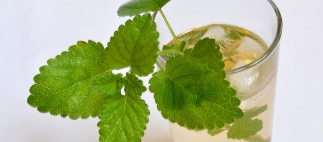 Green Tea for Pre-Workout